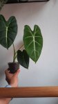 Plants_by_gabi