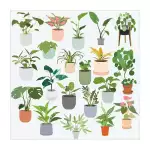 GreenLuck