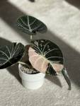 plantopia