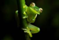 Chlorofyla