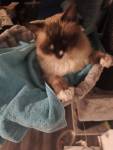 Pet