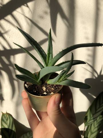 Aloe vera – sukulent s mnoha využitími