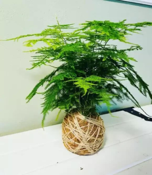 Asparagus – okrasná rostlina i chutný chřest