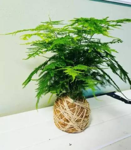 Asparagus – okrasná rostlina i chutný chřest