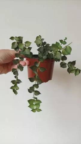 Dischidia - nenáročná závěsná kráska