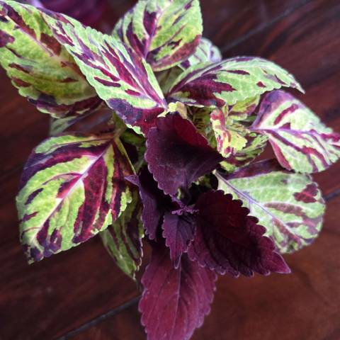 Pochvatec (Coleus, okrasná kopřiva): barevná pokojovka, která rozzáří interiér