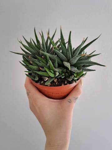 Haworthia: malý sukulent s velkým efektem