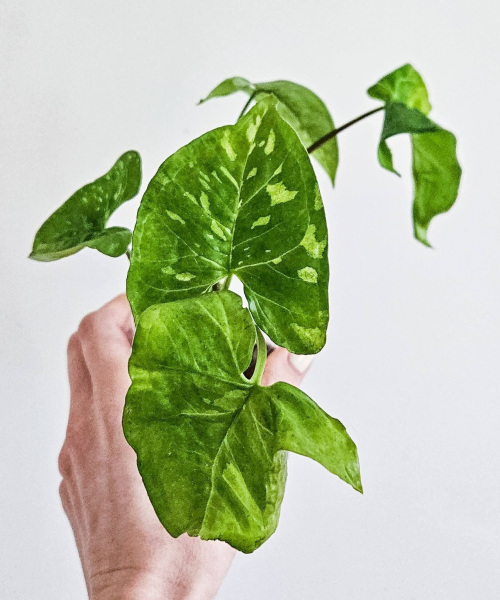 Syngonium - nenáročná pokojovka s nekonečnými variacemi listů