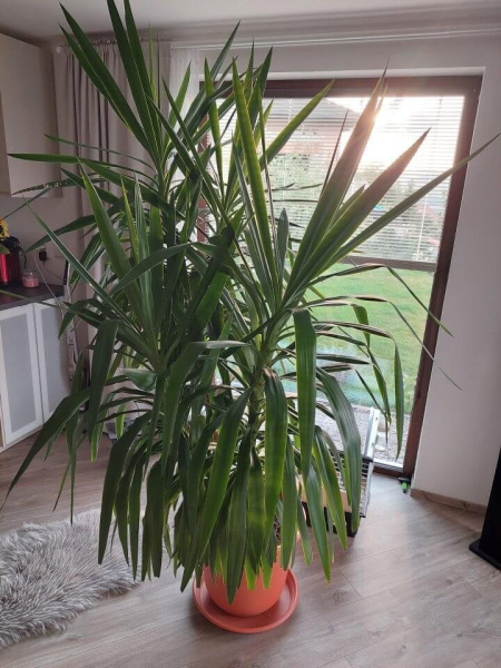 Yucca (Juka): co o ní možná nevíte