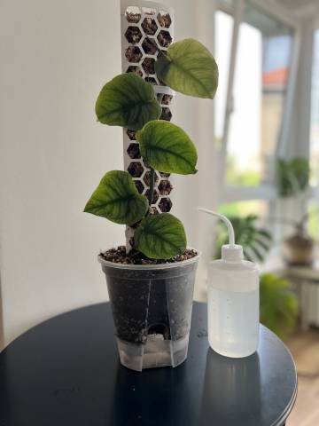 Recenze: Samozavlažovací květináče pro Aroidy od PlantScraper