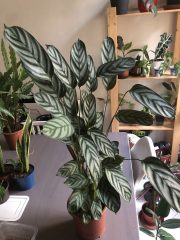 Calathea Compact star