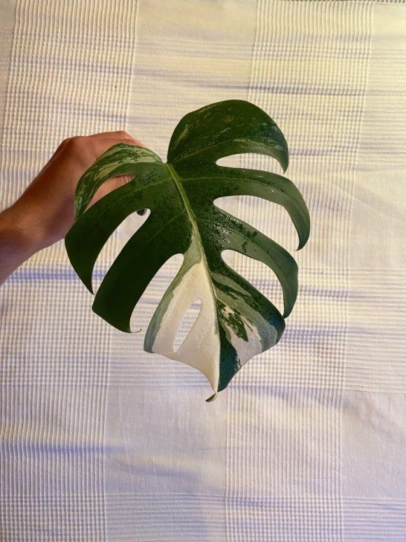 Monstera Variegata