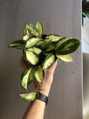 Hoya carnosa tricolor