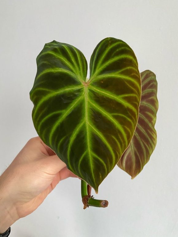 Philodendron Verrucosum