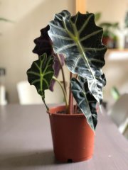 Alocasia Polly