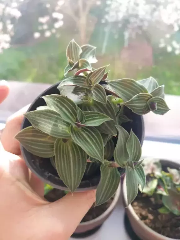 Callisia gentlei var.elegans