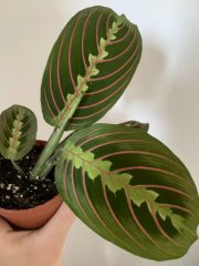 Maranta leuconeura Fascinator - 9cm