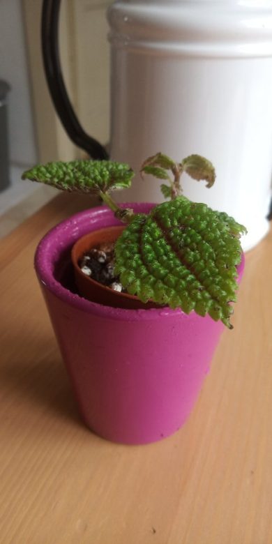 Pilea Moon Valley