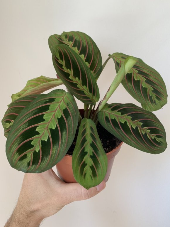 Maranta leuconeura Fascinator - 12cm