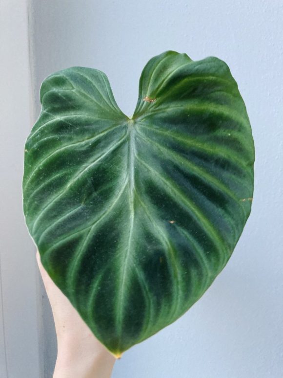 Philodendron Verrucosum