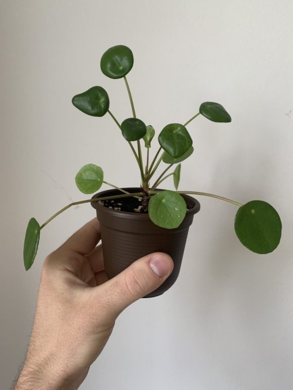 Pilea Peperomioides - 10cm