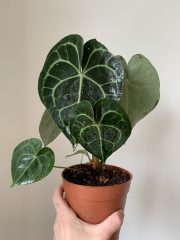 Anthurium Clarinervium - 15cm