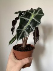 Alocasia amazonica Polly - 12cm