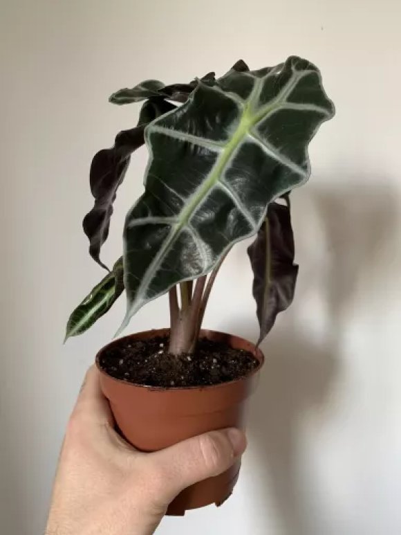 Alocasia amazonica Polly - 12cm