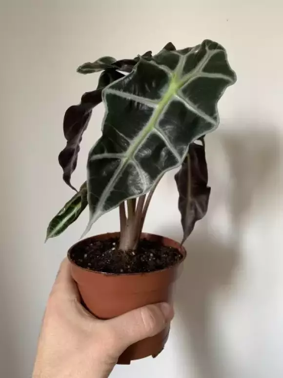 Alocasia amazonica Polly - 12cm