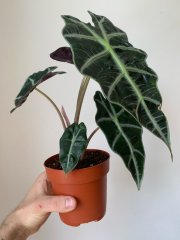 Alocasia amazonica Polly - 12cm