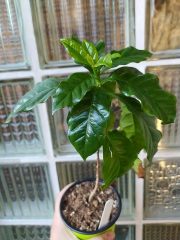 Coffea arabica (1)