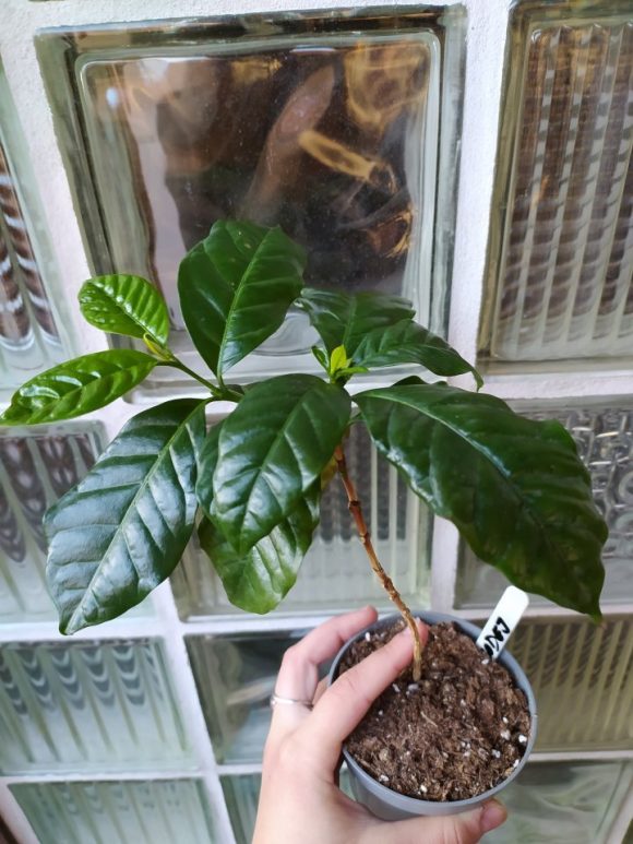 Coffea arabica (2)