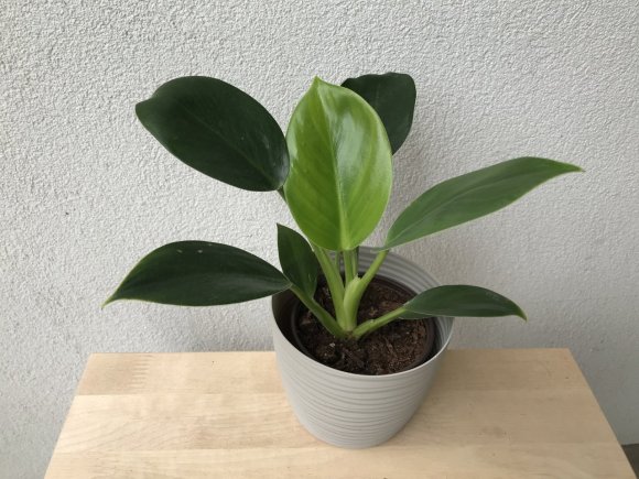 Philodendron green princess