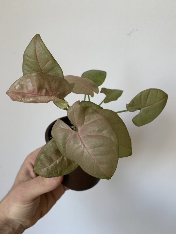 Syngonium Neon/Pink - 10cm