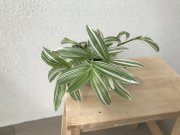 Tradescantia albiflora ‘Albovittata’