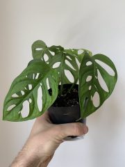 Monstera Adansonii (Monkey Mask) - 11cm