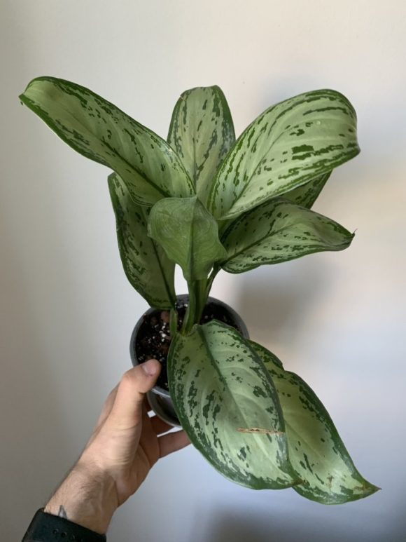 Aglaonema Maria Christina - 12cm