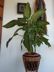 Dieffenbachia