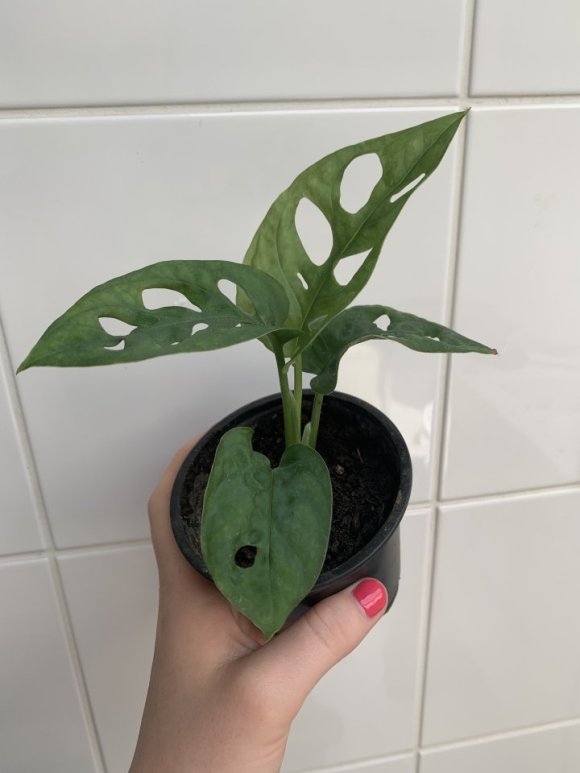 Monstera adansonii / monkey mask