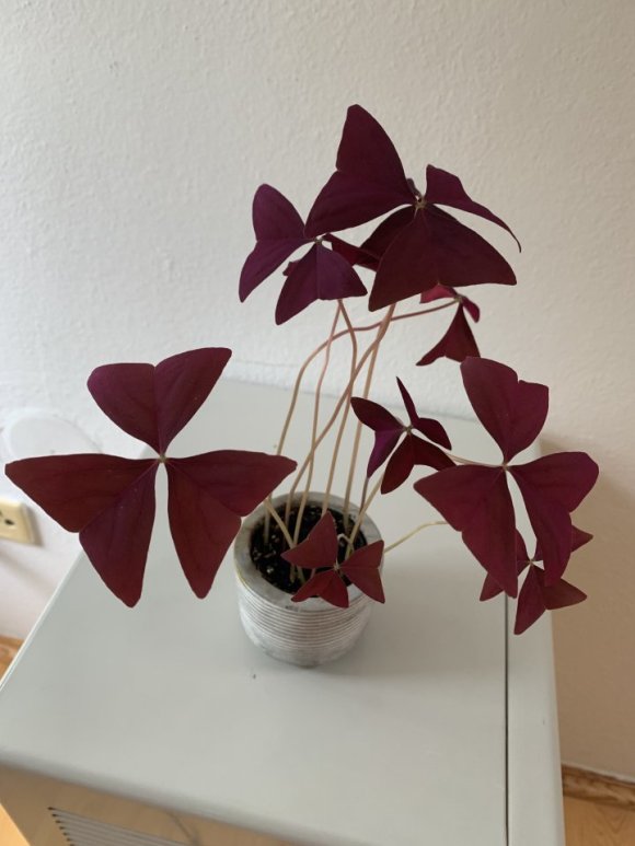 Šťavel trojhranný červenolistý (Oxalis triangularis)