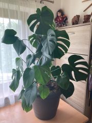 monstera delicioza