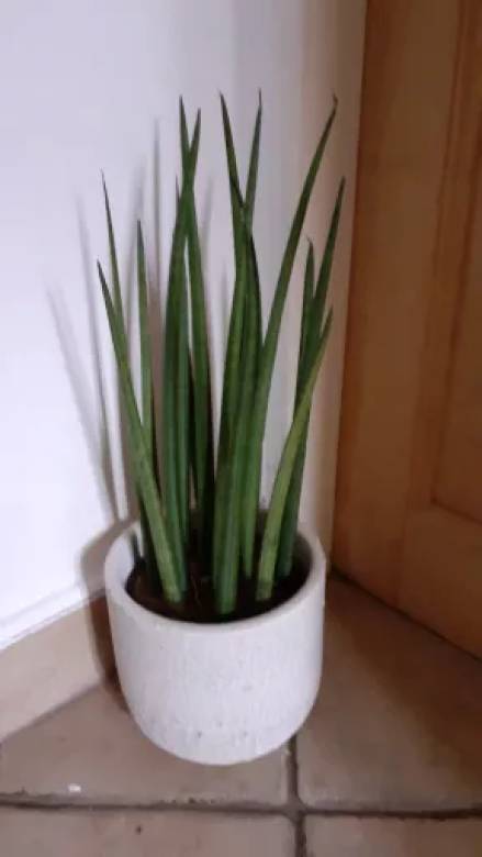 Sansevieria cylindrica