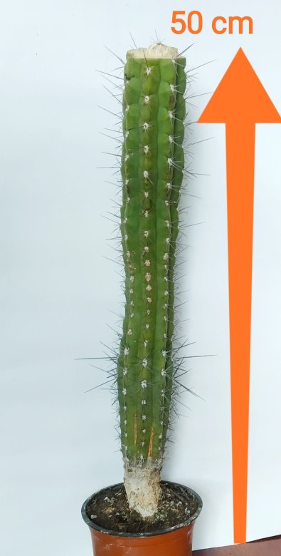 Velký kaktus po pádu, Stetsonia coryne