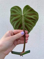 Philodendron Verrucosum