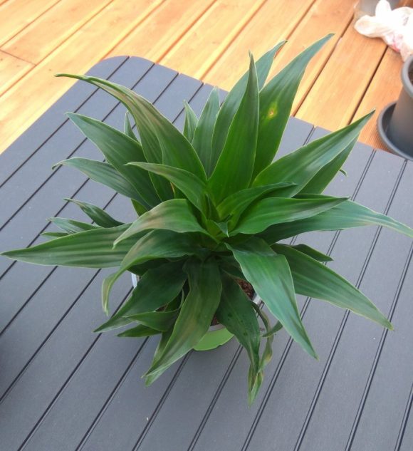 Dracaena fragrans compacta