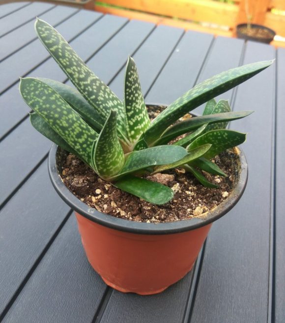 Gasteria liliputana (gasterie)