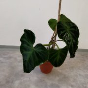 Philodendron verrucosum