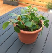 Peperomia orba (pepřinec)