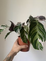 Calathea Fusion White - 13cm