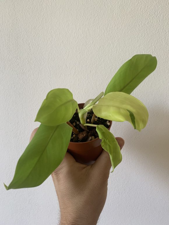 Philodendron Malay Gold - 8cm